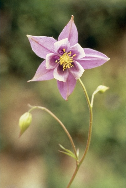 Columbine (Aquilegia pubiflora) (photo)  a 