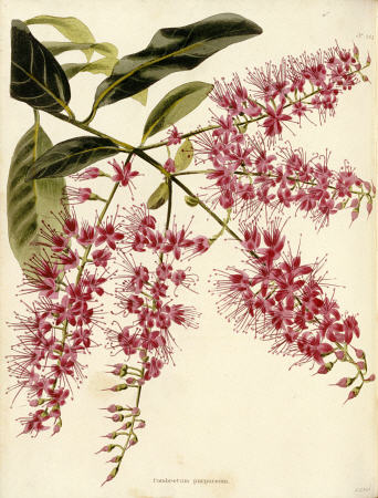 Combretum Purpureum From The Botanical Cabinet, Consisting Of Coloured Delineations Of Plants From A a 