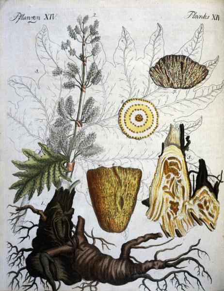 Common Rhubarb / Bertuch 1792 a 