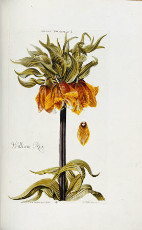 Corona Imperialis From Hortus Nitidissimis Omnem Per Annum Superbieus Floribus a 