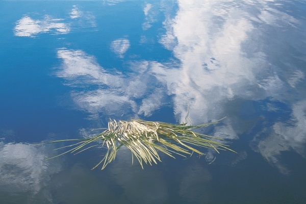 Cut grass floating in unknown lake reflecting clouds (photo)  a 