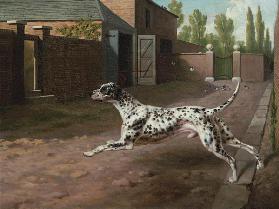 A Dalmation Running In A Stable Yard
