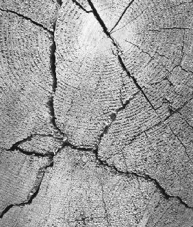Close up of tree trunk (b/w photo) 