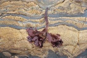 Colored rock and kelp (photo) 