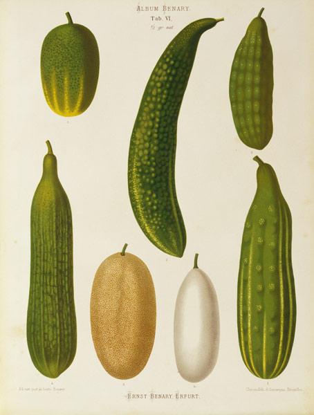 Cucumber / Album Benary / Lithograph