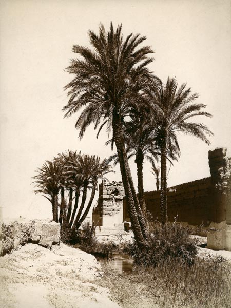 Date palm / Morocco / Photo c.1900 a 