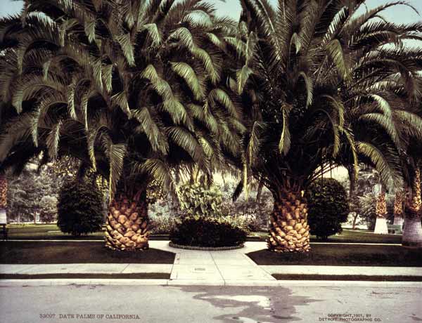 Date Palms / California / Photo / 1901 a 