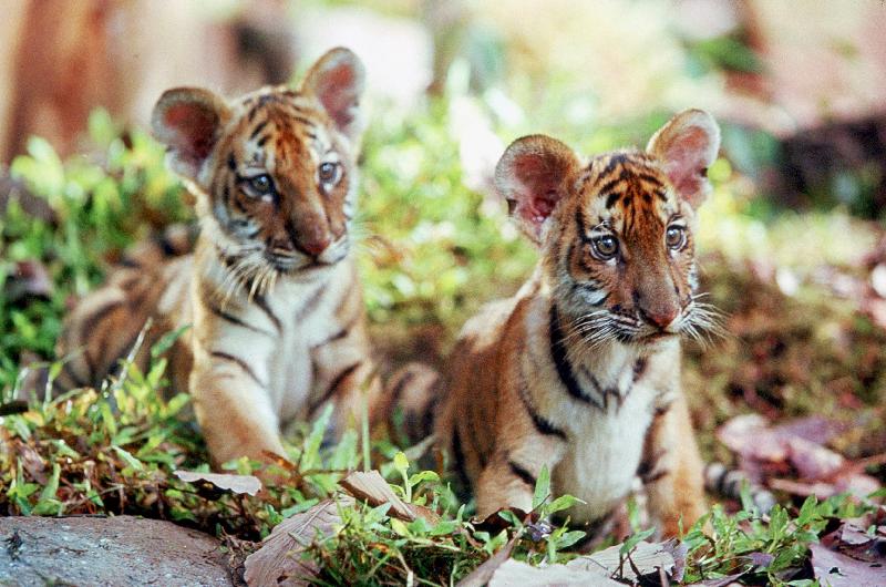 Deux Freres TWO BROTHERS de JeanJacquesAnnaud avec les petits tigres Kumal, Sangha a 