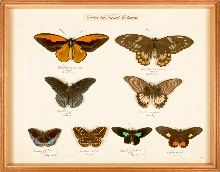 Display showing differences in colouring between male and female butterflies of the same species a 