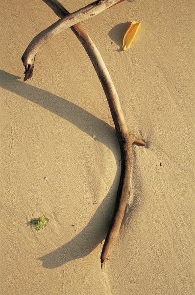 Driftwood and dry leaf (photo)  a 