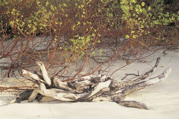 Driftwood and mangrove leaves (photo)  a 
