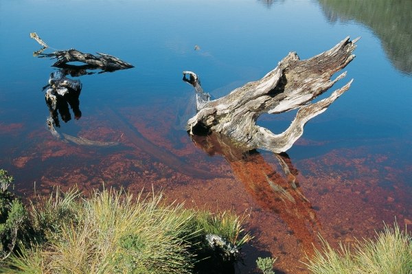 Driftwood in mountain lake draining red water from tee'' trees (photo)  a 