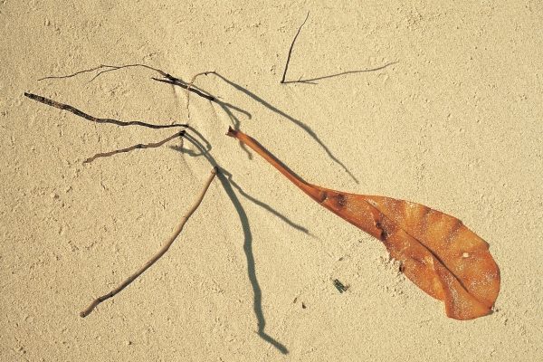 Dry leaf and coconut roots of a dead tree (photo)  a 