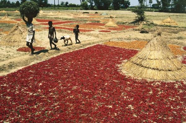 Drying chillies red peppers at Kalingapatnam (photo)  a 