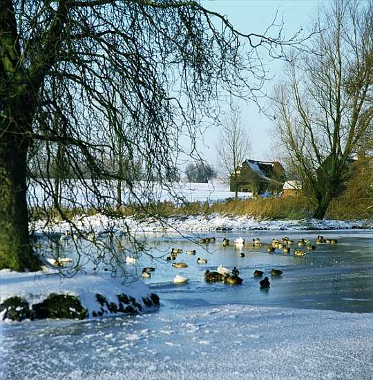Duck Pond in Winter near Finchingfield, Essex a 