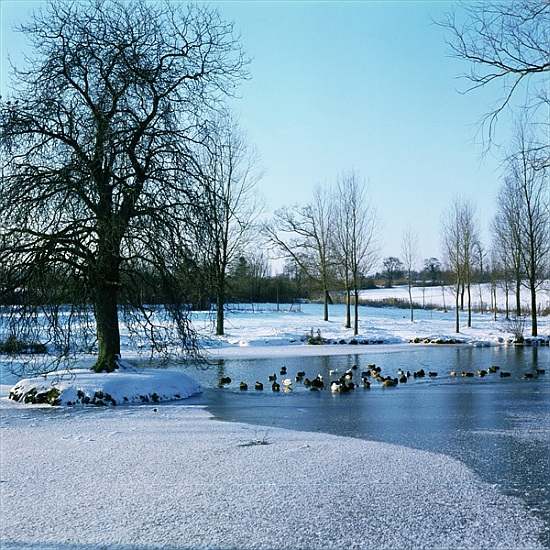 Ducks in the Snow near Finchingfield, Essex a 