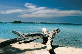 Driftwood at sea, Wandoor (photo) 