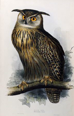 Eagle Owl, Lithographic Plate From ''The Birds Of Europe'' John Gould a 