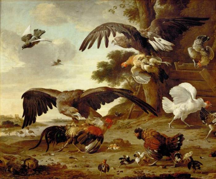 Eagles attacking chickens a 
