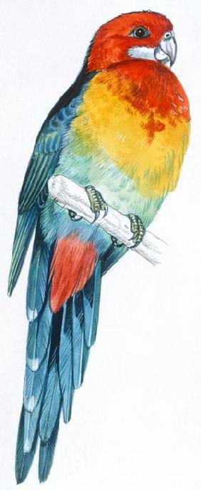 Eastern Rosella (Platycercus eximius)