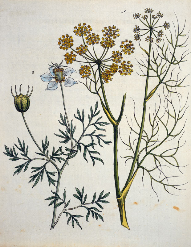 Fennel and Caraway / Bertuch 1796 a 