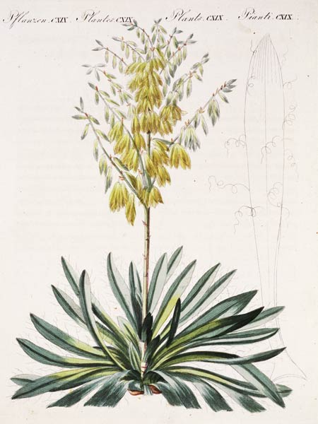 Fädentragende Yucca / aus Bertuch 1810 a 