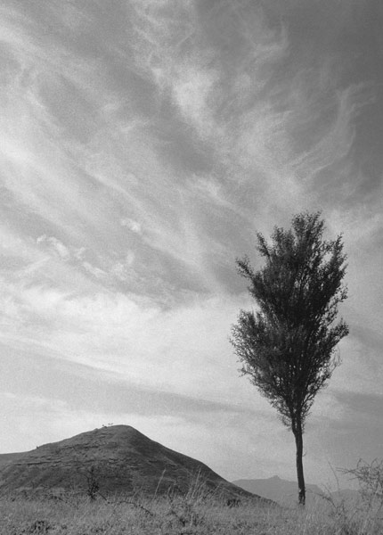 Form of tree and sand pattern (b/w photo)  a 
