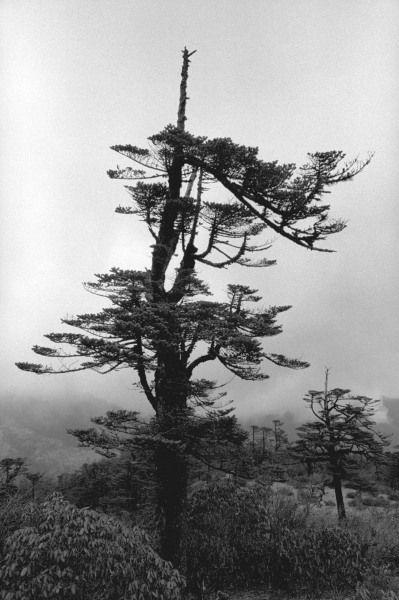 Form of tree (b/w photo)  a 