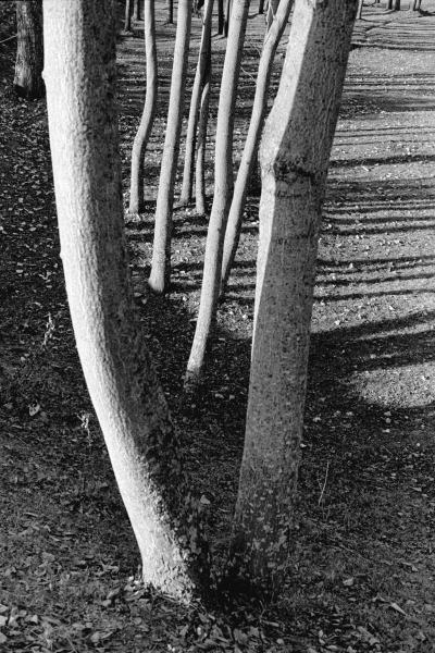 Form of tree trunk (b/w photo)  a 
