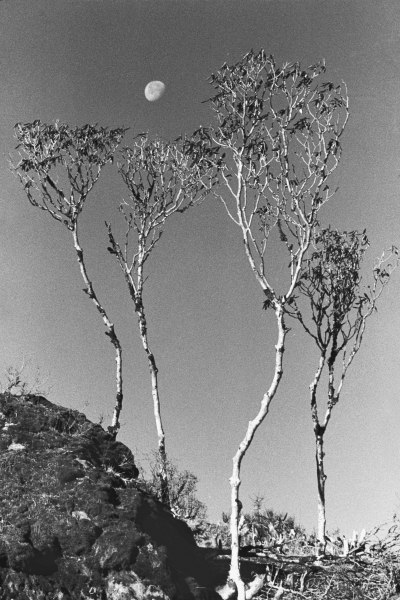 Form of trees (b/w photo)  a 