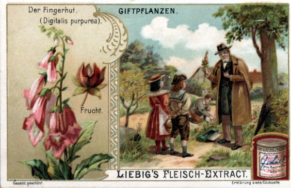 Foxglove / Liebig Card a 