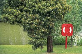 Flowering tree and lake in background (photo) 