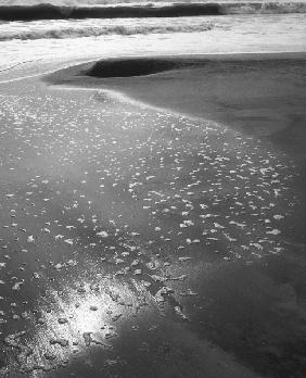Foam on sand, Porbandar (b/w photo) 