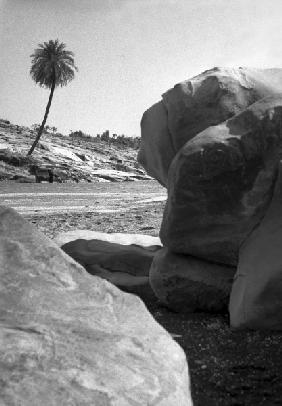 Form of tree and stone (b/w photo) 