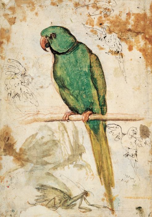 Green parrot and sketches of parrots and praying mantis a 