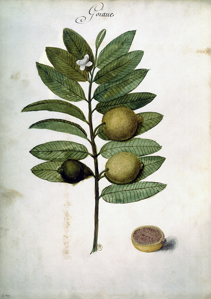 Guava / Ch.Plumier a 