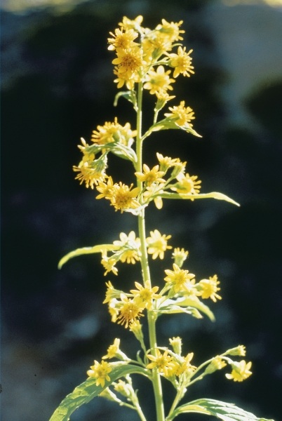 Golden Rod or Woundwort (Solidago virgo-aurea) (photo)  a 