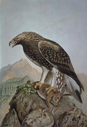 GRABADO-AGUILA LEONADA-MACHO JOVEN – AQUILA CHRYSAETUS