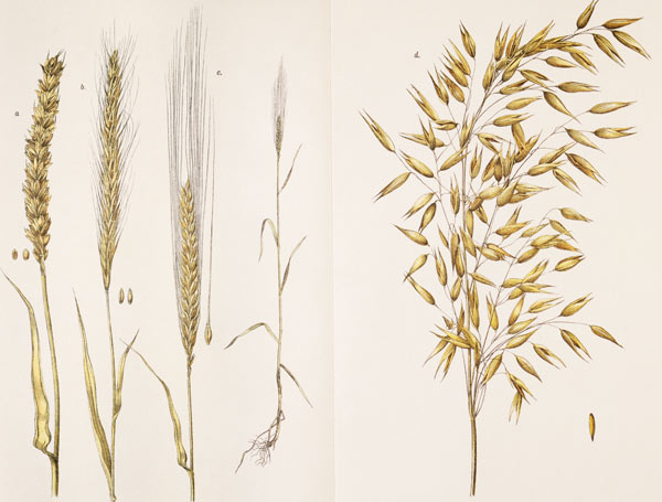 Grain / Col.Lithograph / 1891 a 