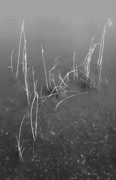 Grass in water (b/w photo)  a 