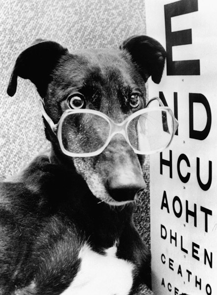greyhound bitch wearing glasses a 