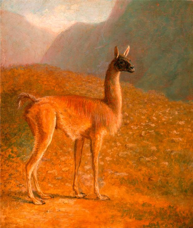 Guanaco ‘A Male Vicuna’ a 