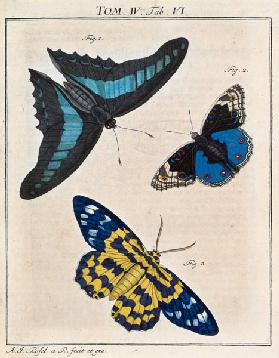 Graphium Sarpedon (Papilionidae)