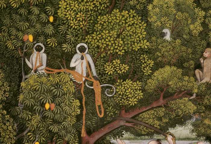 Hanuman-Languren im Geäst eines Mangobaumes.Ausschnitt aus einer Miniatur mit Darstellung einer Jagd a 
