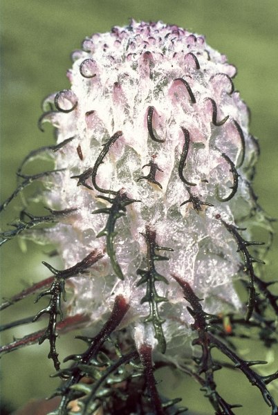Heem Kamal Cottony Saussurea (Saussurea gossypiphora) (photo)  a 