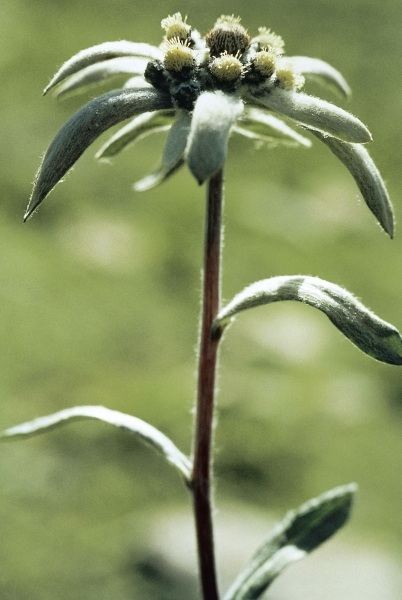 Himalayan Edelweiss (Leontopodium himalayanum) (photo)  a 