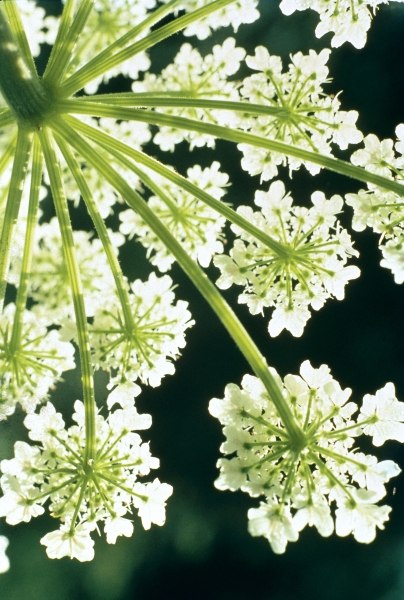 Himalayan Hogweed Cowparsnip (Heracleum candicans) (photo)  a 