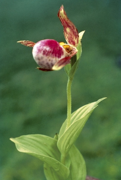 Himalayan Ladyslipper (Cypripedium himalaicum) (photo)  a 