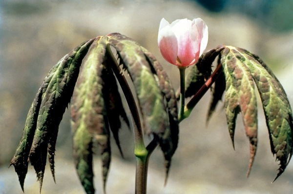 Himalayan Mayapple Latin (Podophyllum hexandrum) (photo)  a 