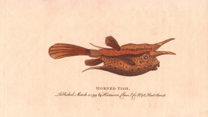 Horned fish or longhorn cowfish a 